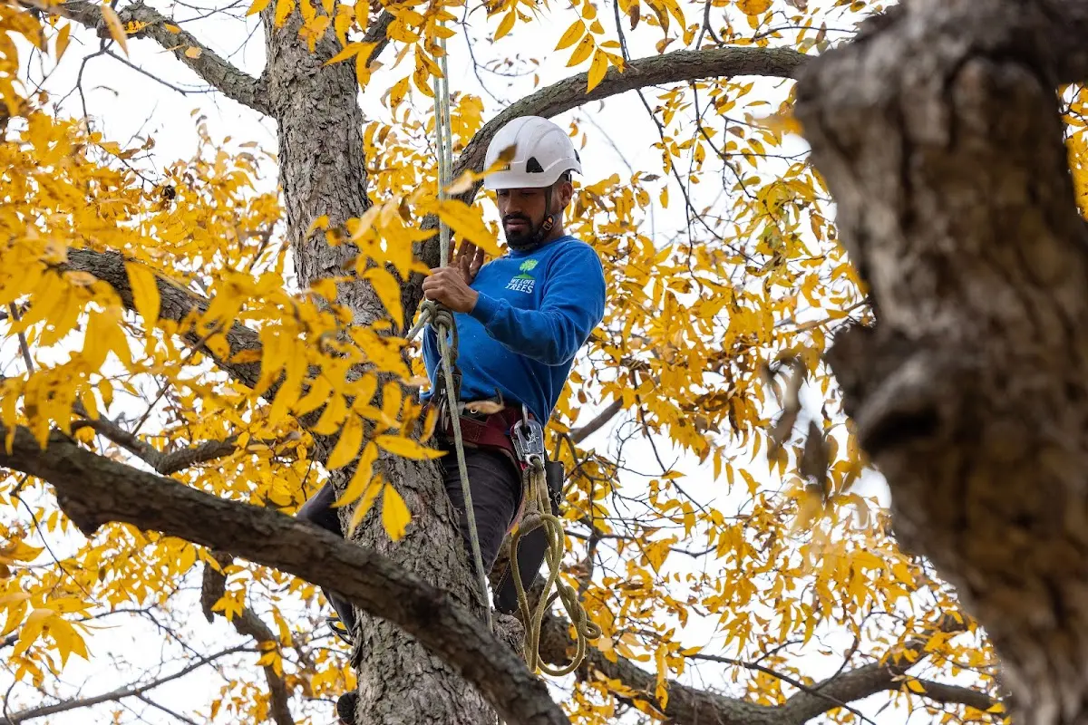 Skilled Tree Pruning crew working in Hillsboro